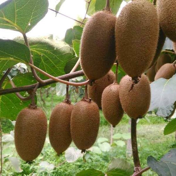 綠心翠香獼猴桃的特點